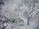  snowy garden